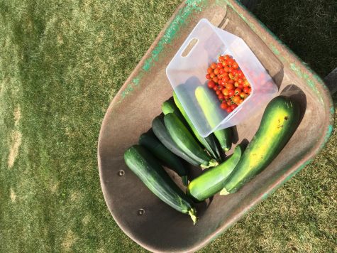 The Gardening Club had a successful harvest last year.